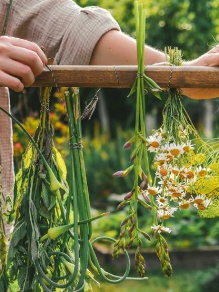 Masterat în Naturopatie + Masterat în Medicină pe Bază de Plante și Fitoterapie – Diplomă Certificată de către un Notar European –