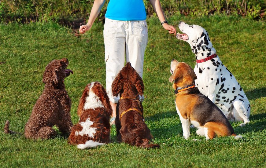 dresaj-si-tehnici-cu-lesa dresaj-si-tehnici-cu-lesa